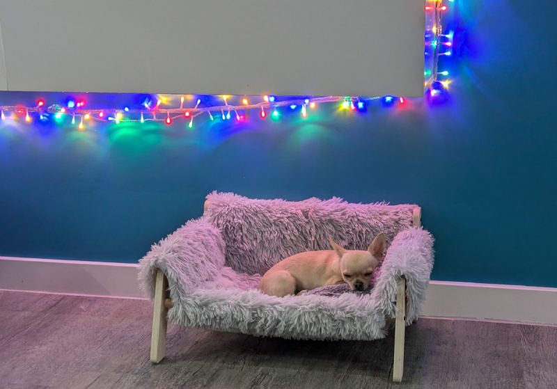 Ned in the bed