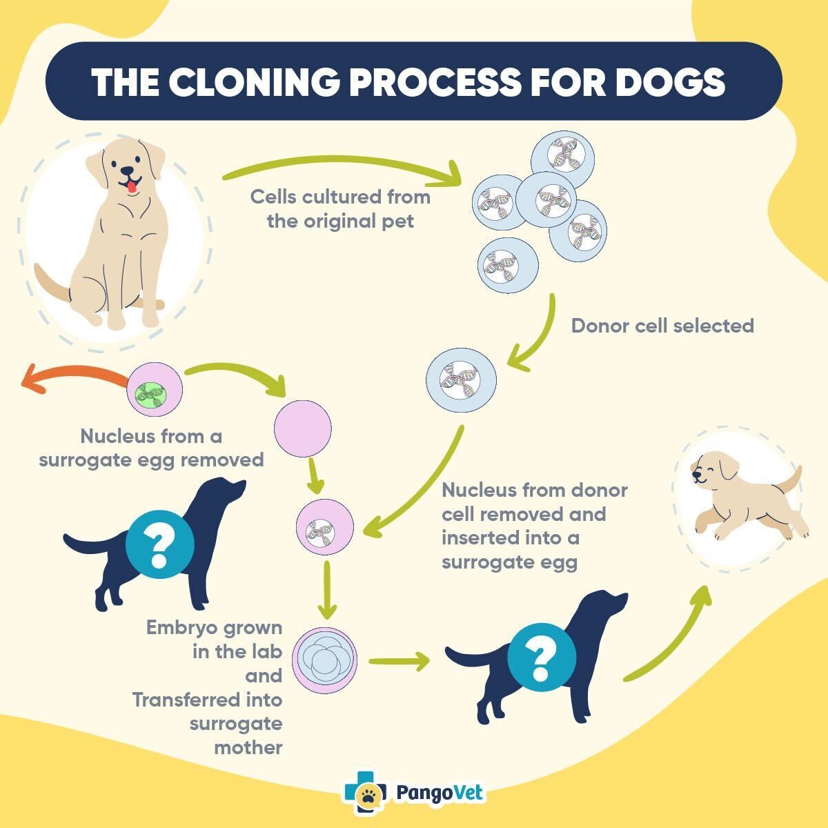 PangoVet the cloning process for dogs infographic
