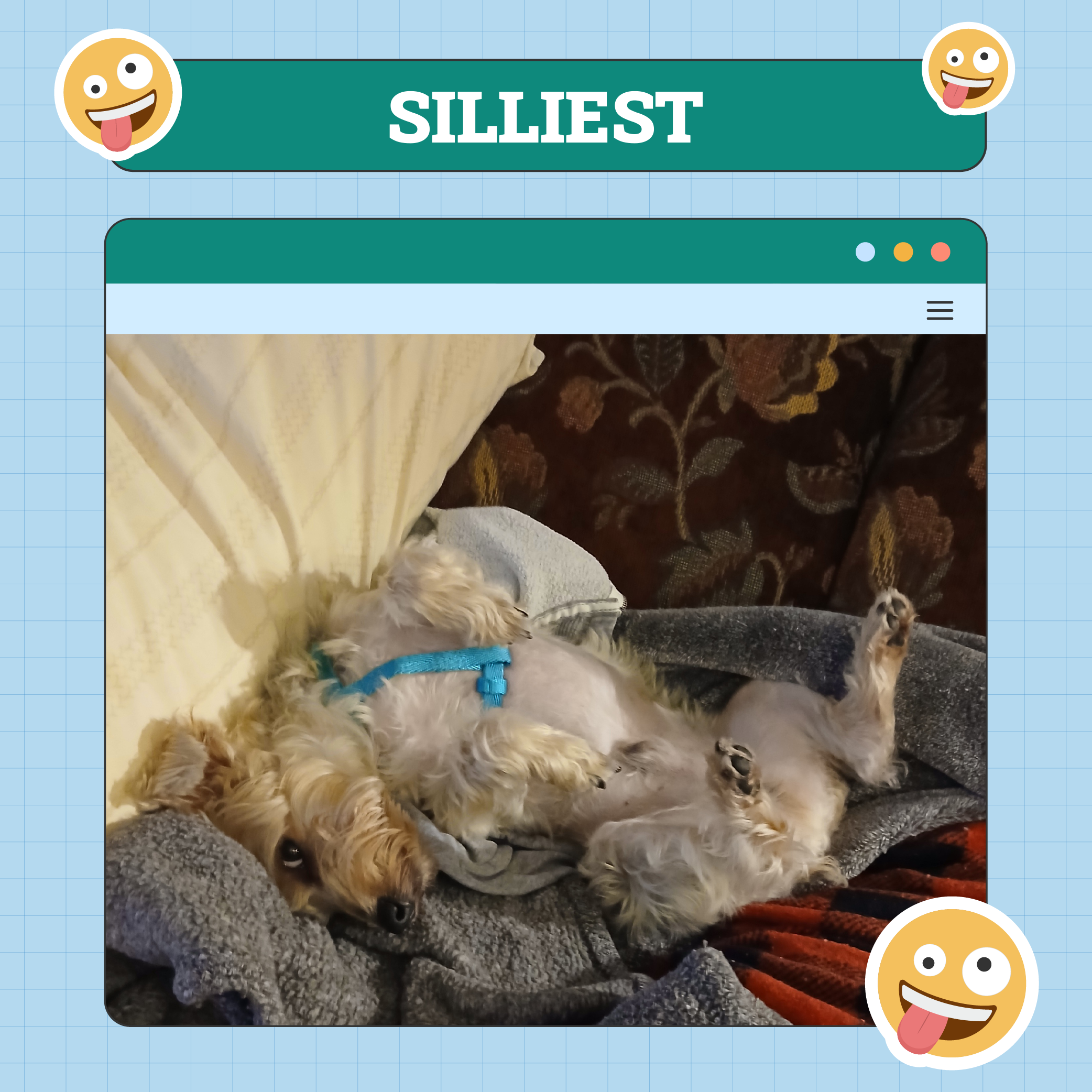 Silliest Dog