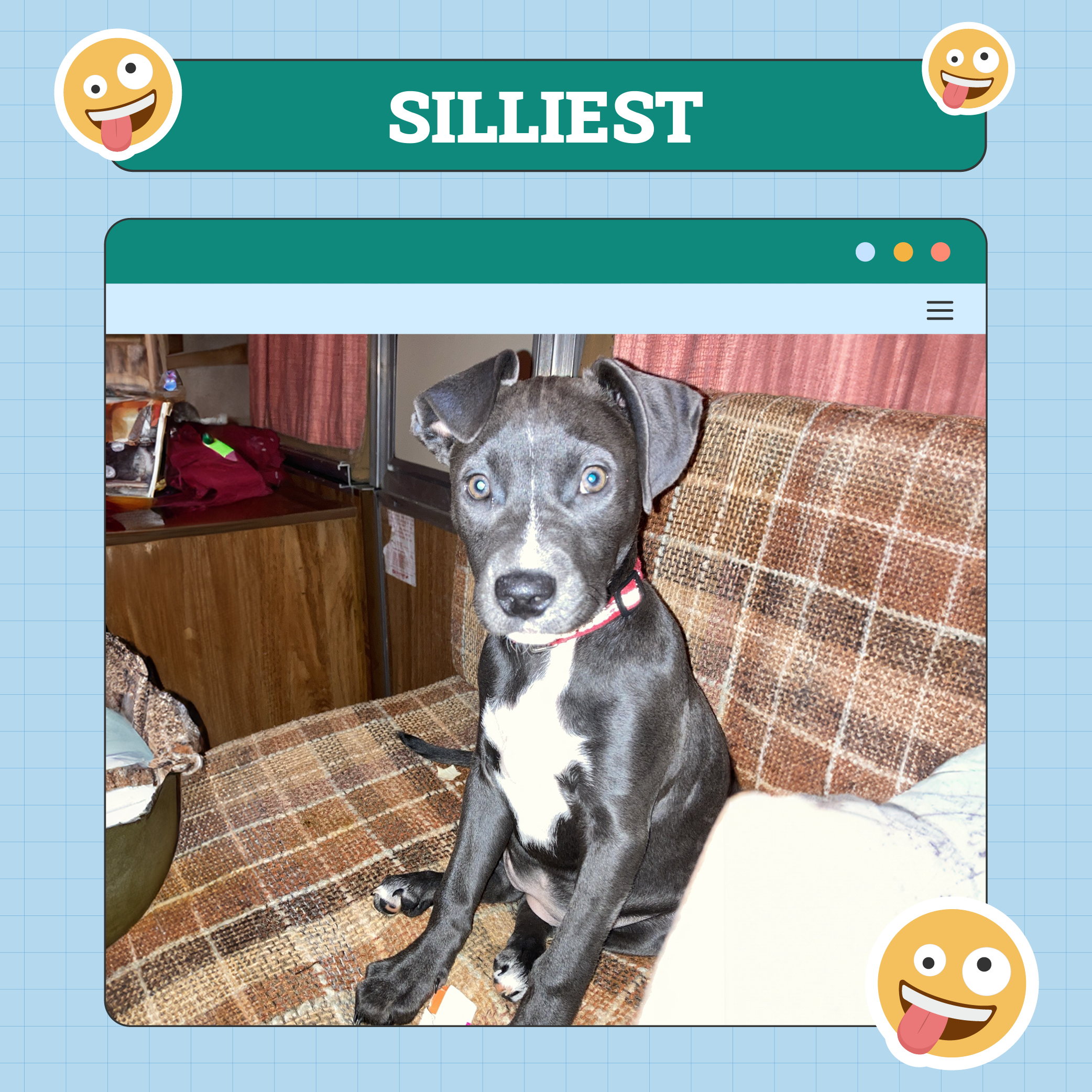 Silliest Dog