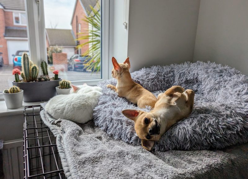 Tiny dogs can sleep in the same places as cats
