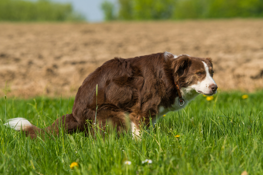 How to Stop Diarrhea in Dogs: 5 Vet-Reviewed Tips