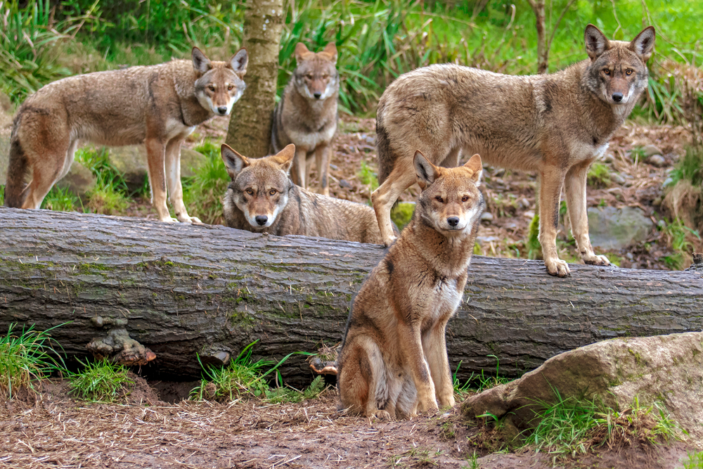 family pack of wolves