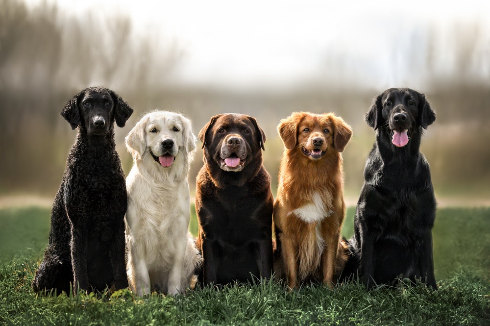 group of dogs sitting on grass outdoors