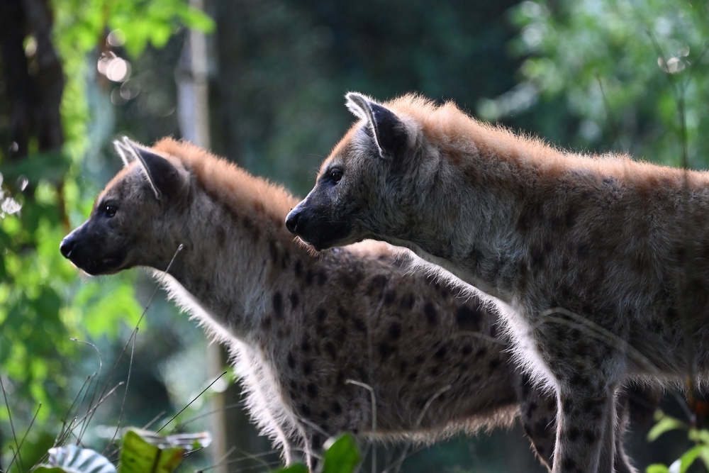 Are Hyenas Dogs? Our Vet Explains