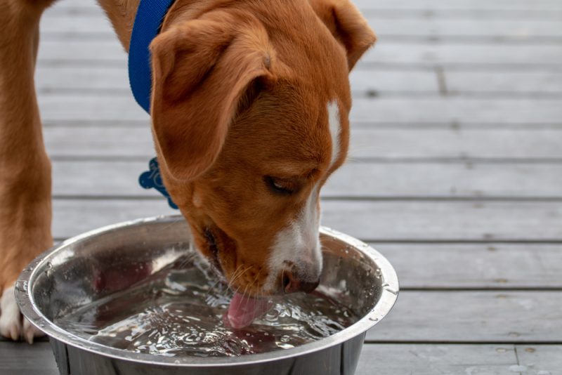 young dog drinking water