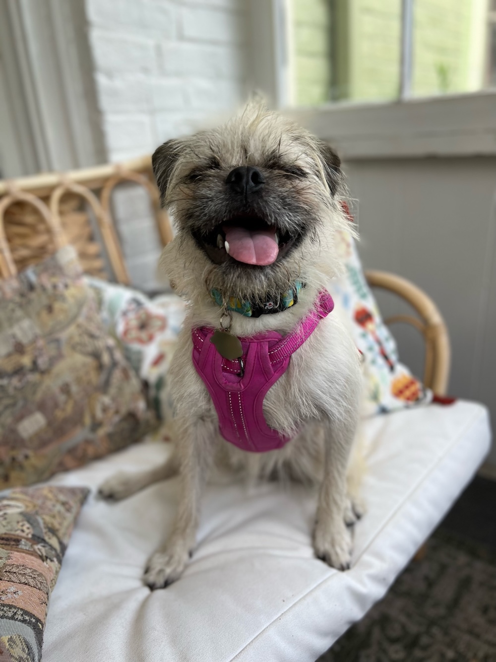 A happy, tired Gizmo after his first day of daycare