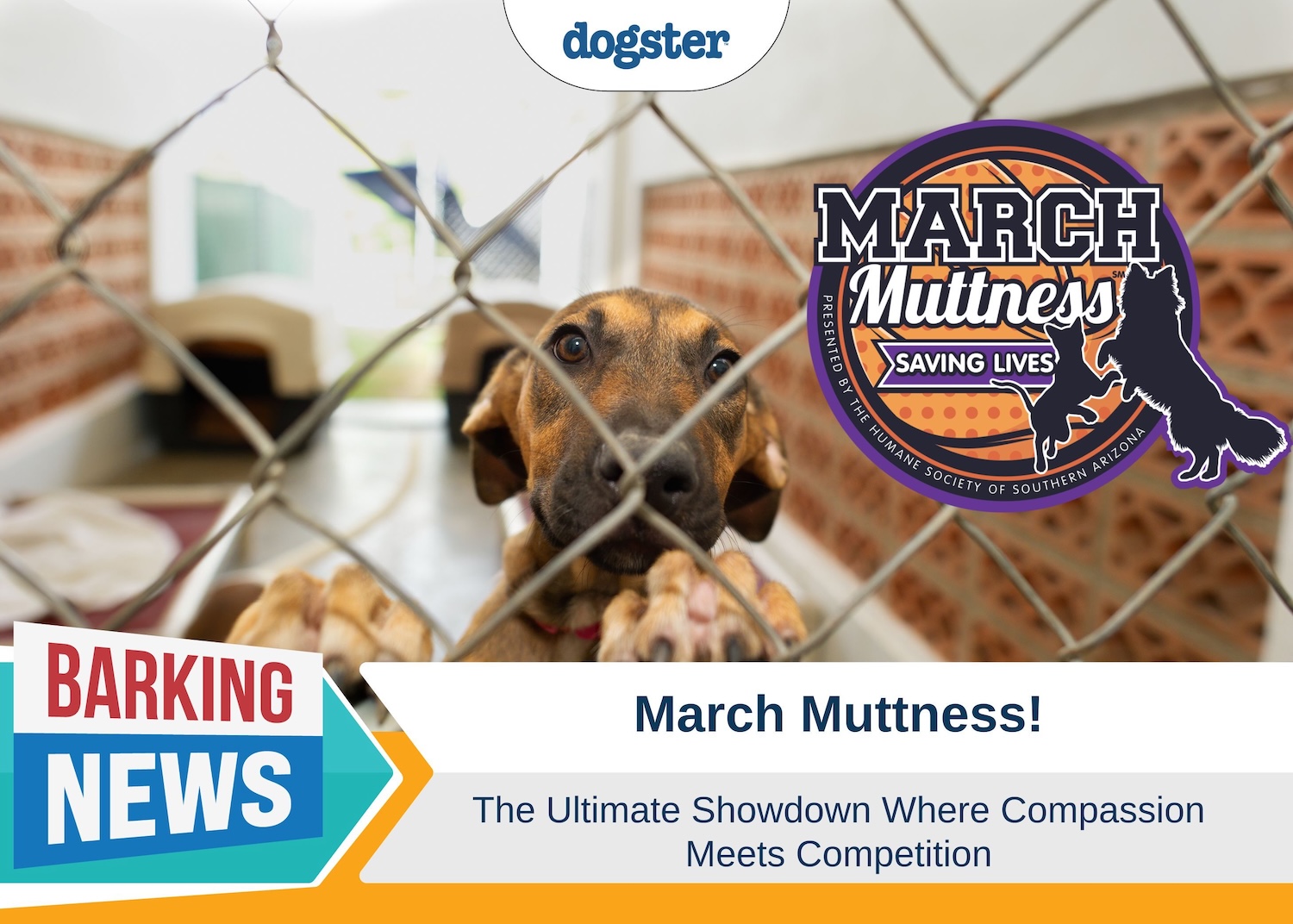 March Muttness - The Ultimate Showdown Where Compassion Meets Competition