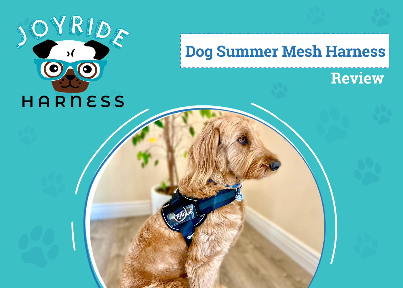 Joyride Summer Mesh Harness Review 2026: Walk Your Dog with Comfort & Control