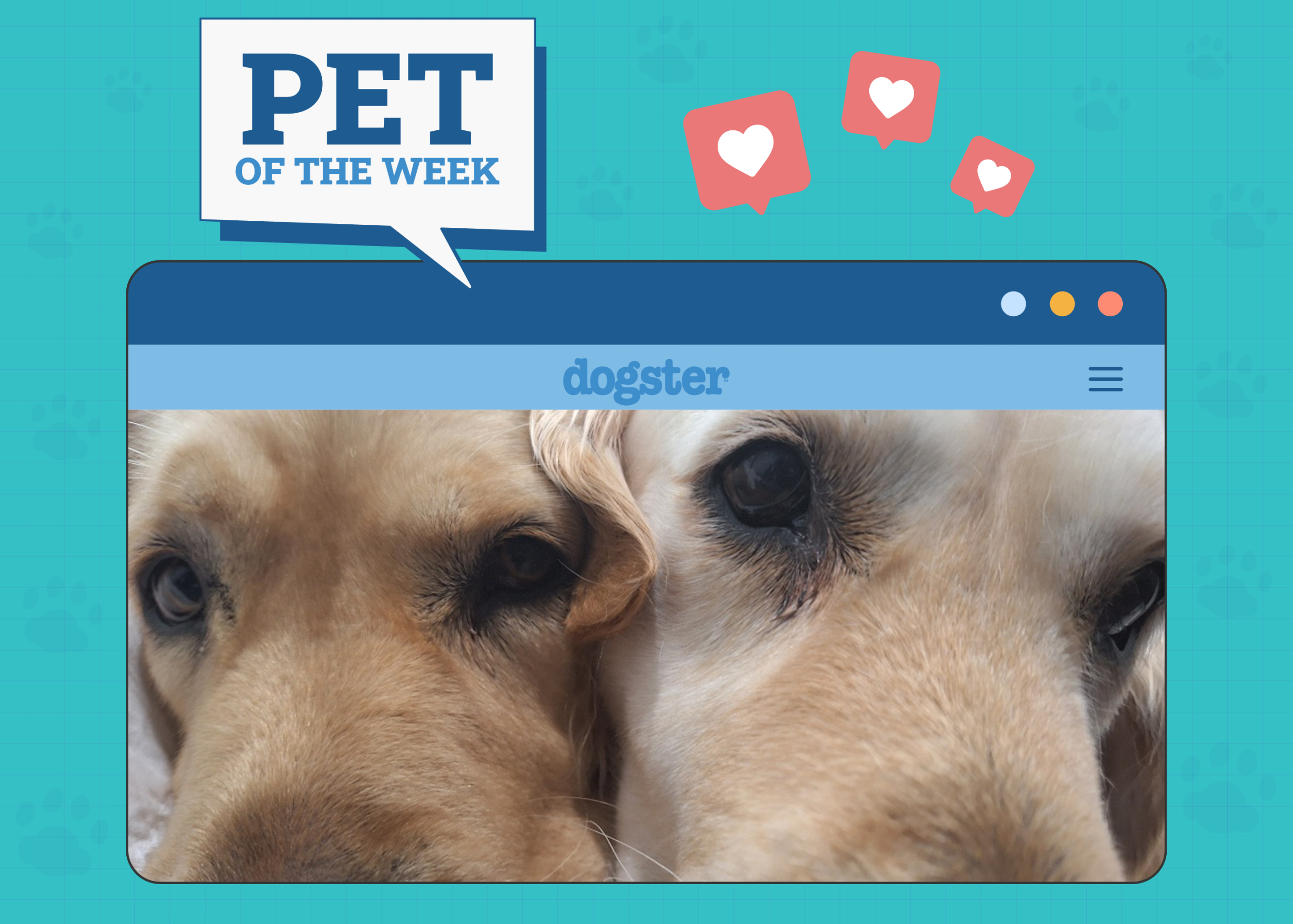 Dogster Photo Contest: Dogs of the Week Winners (Mar 6, 2025)