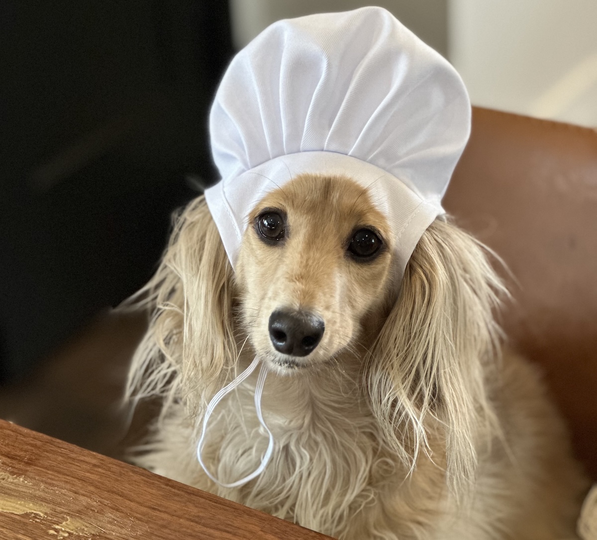 Butt Seriously: Why Anal Gland Care Matters (with Recipe)