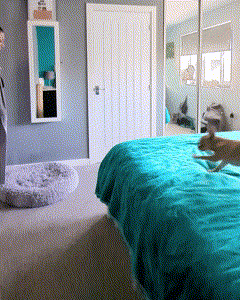 Fred Leaps Before He Looks