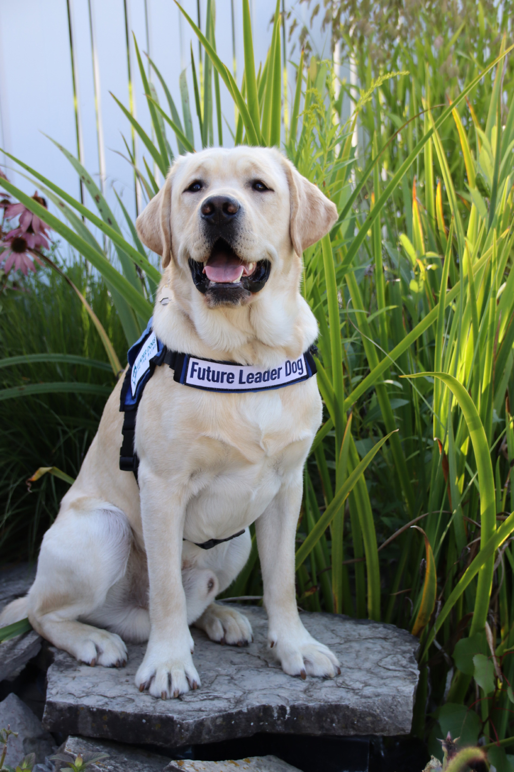 Future Leader Dog