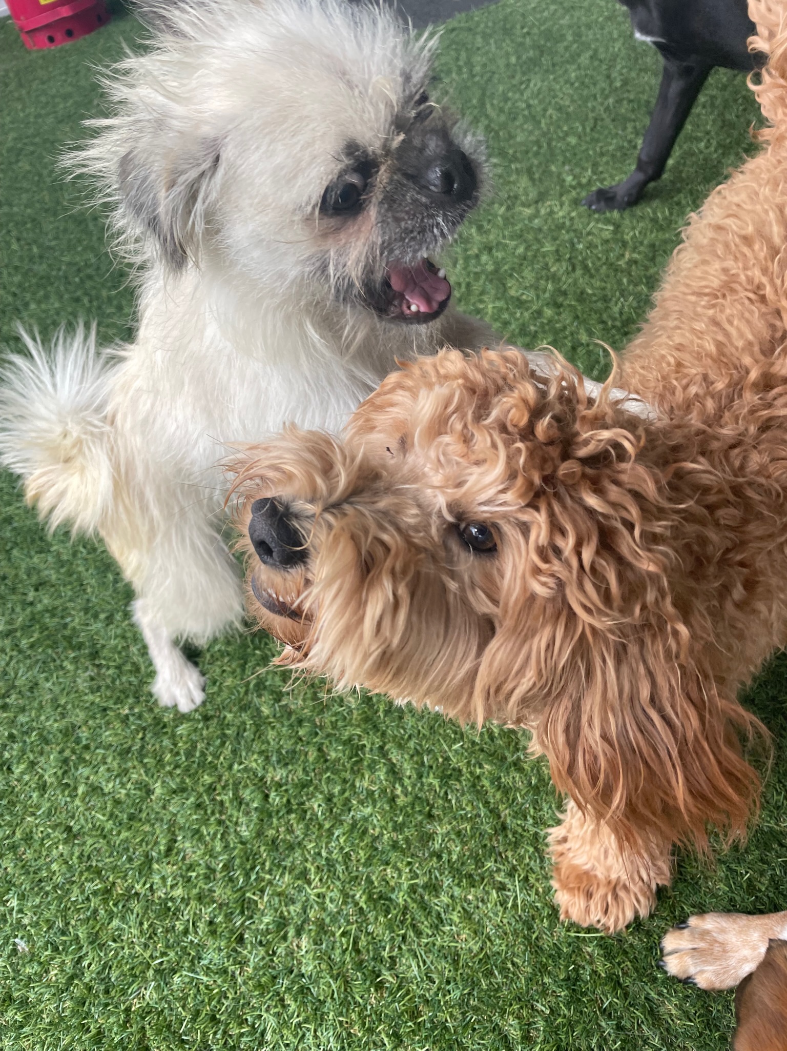 Gizmo at daycare playing with his new BFF, the mini Poodle