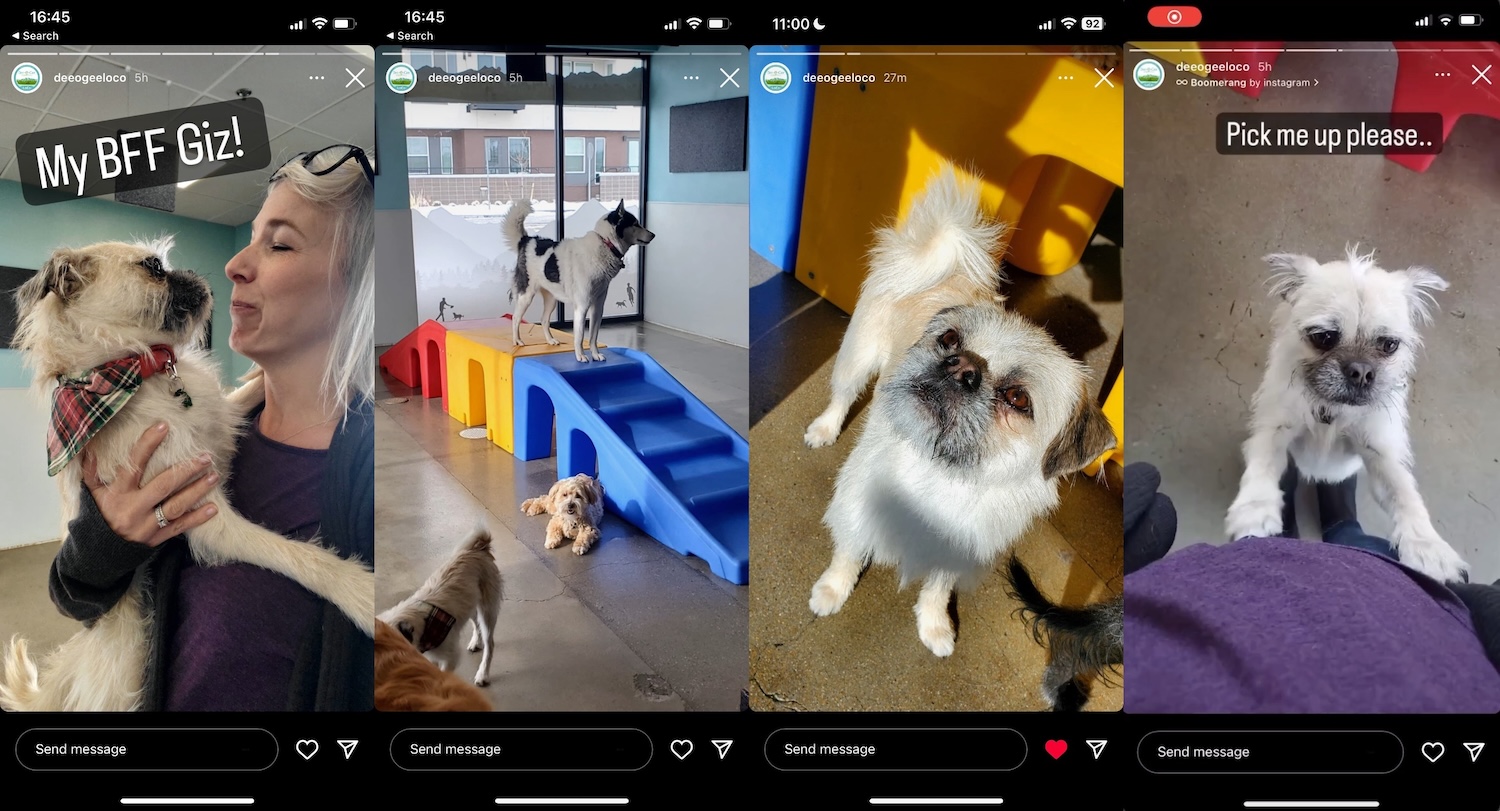 Gizmo on his doggy daycare's Instagram