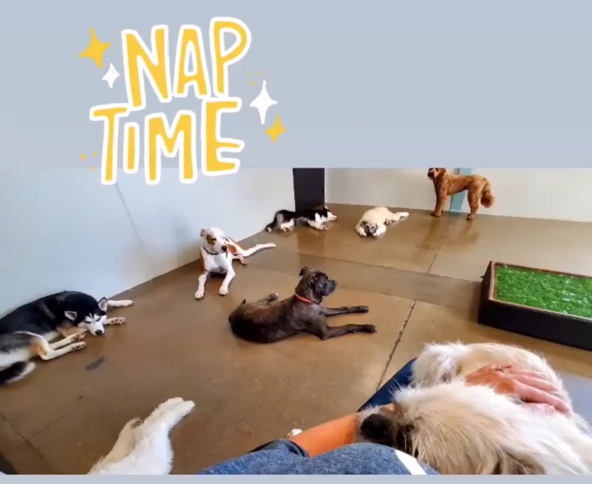 Gizmo on the carer's lap at doggy daycare naptime