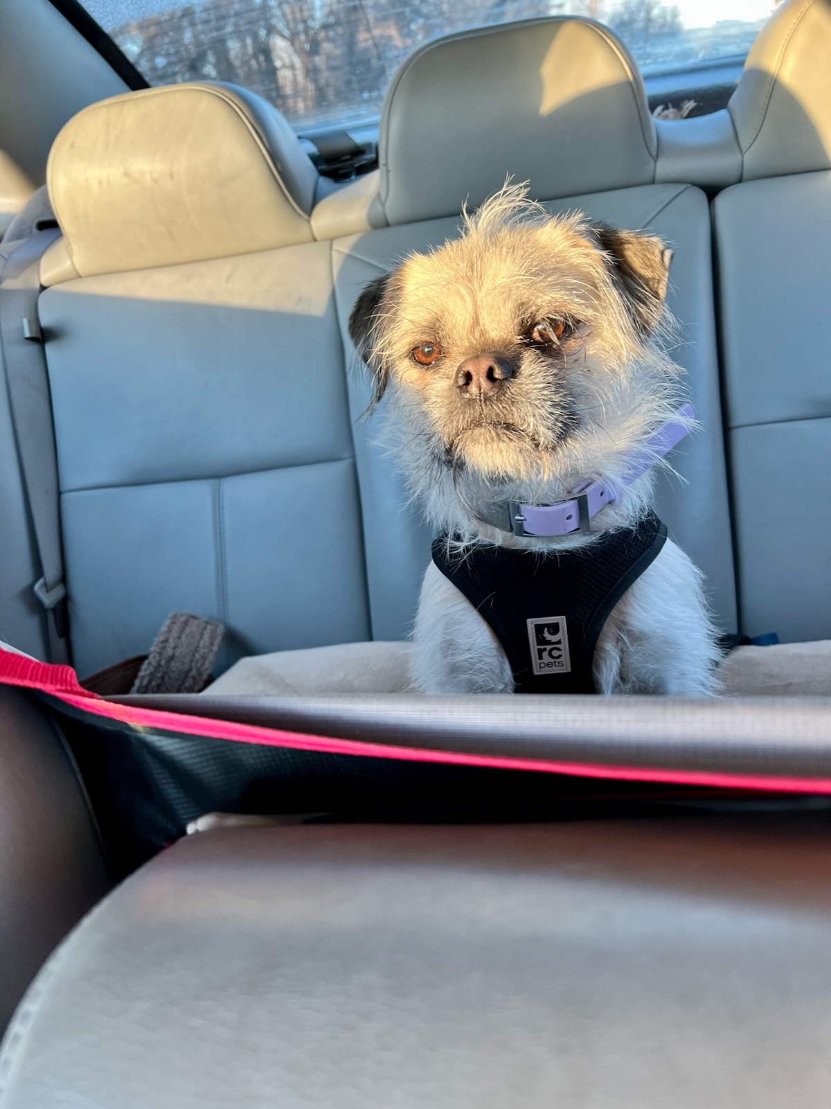 Gizmo on the morning commute to school