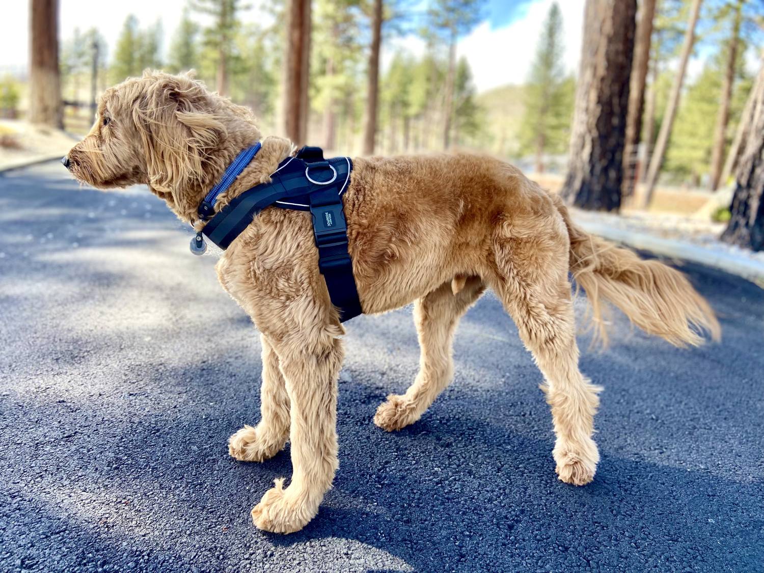 Joyride Summer Mesh Harness Review - dog wearing harness standing up outside