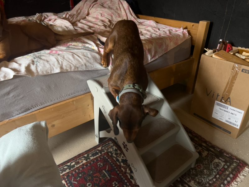 Lajka walking down the little stairs next to the bed