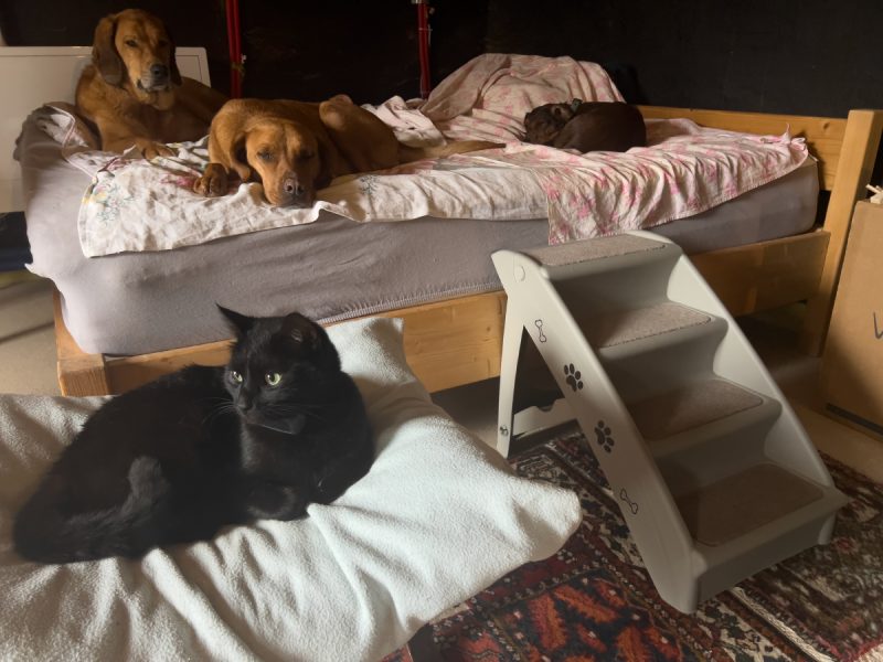Miki and the dogs