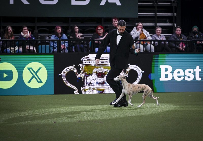 Miuccia (BeatMedia / The Royal Kennel Club)