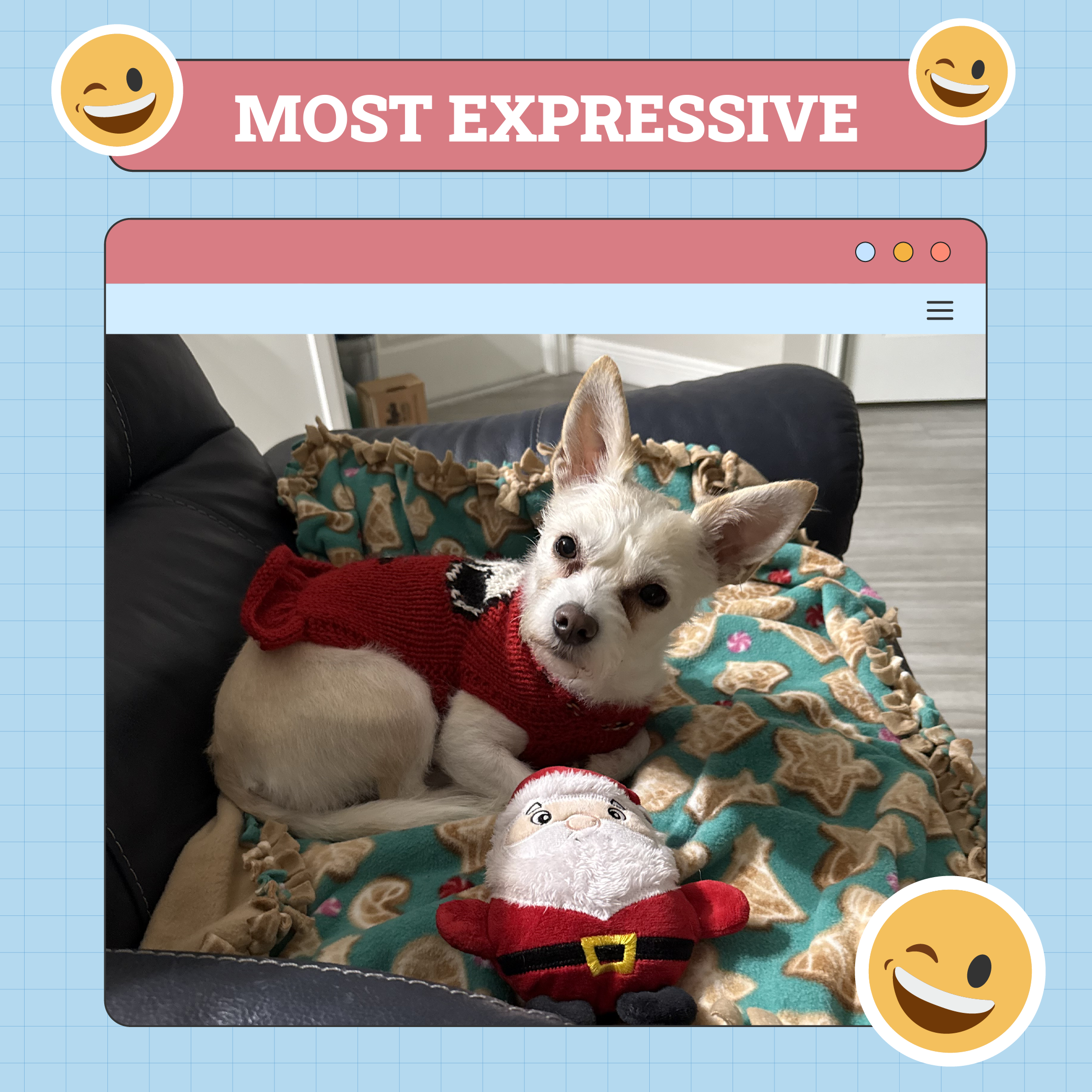 Most Expressive Dog