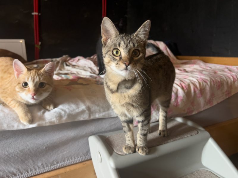 Nara lying on the bed and Minnie on the stairs
