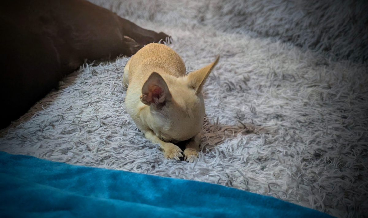 Dealing with Chihuahua Abscesses: Ned’s Bummer of a Week