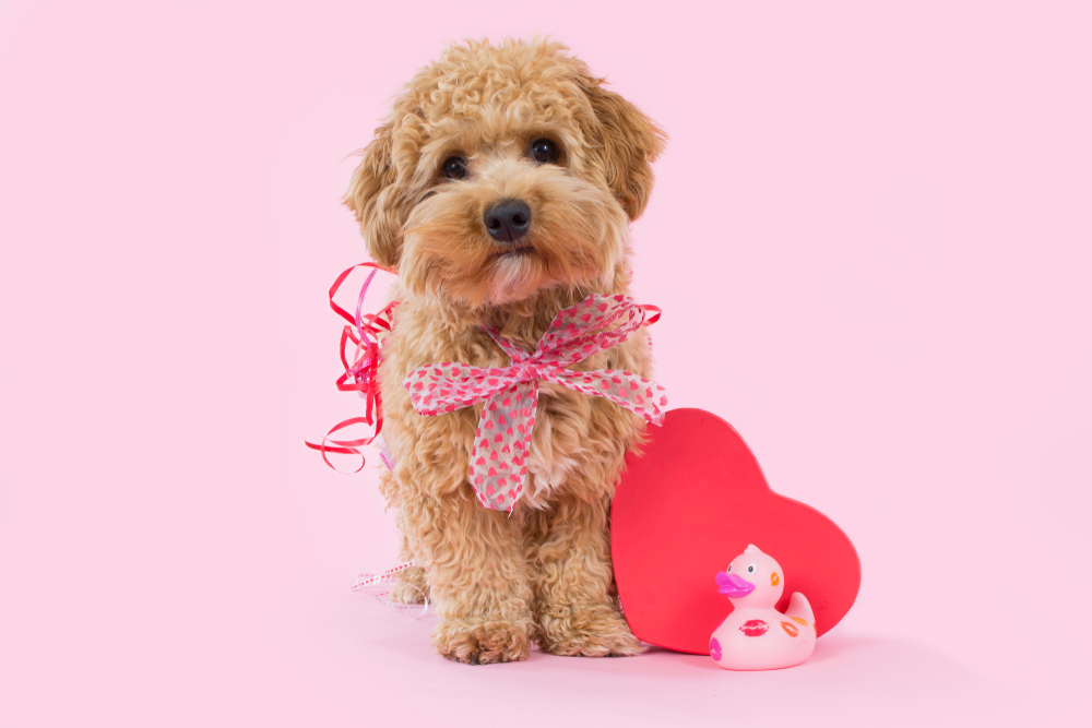 65 Dog Valentine Puns & Sayings: Mutts About You!
