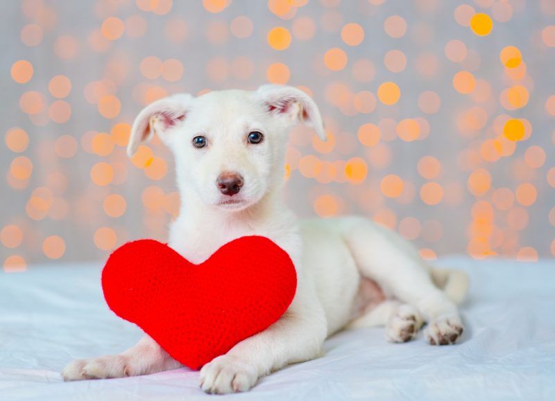 cute dog with a heart shaped pillow