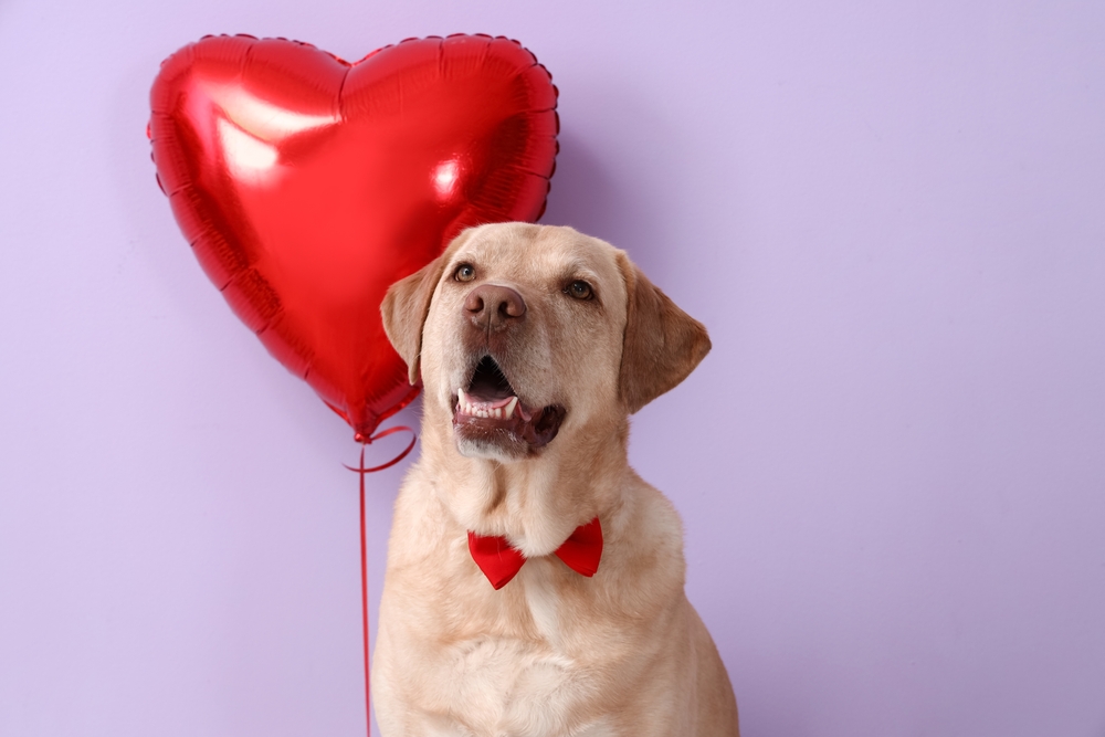 dog with heart shaped balloon