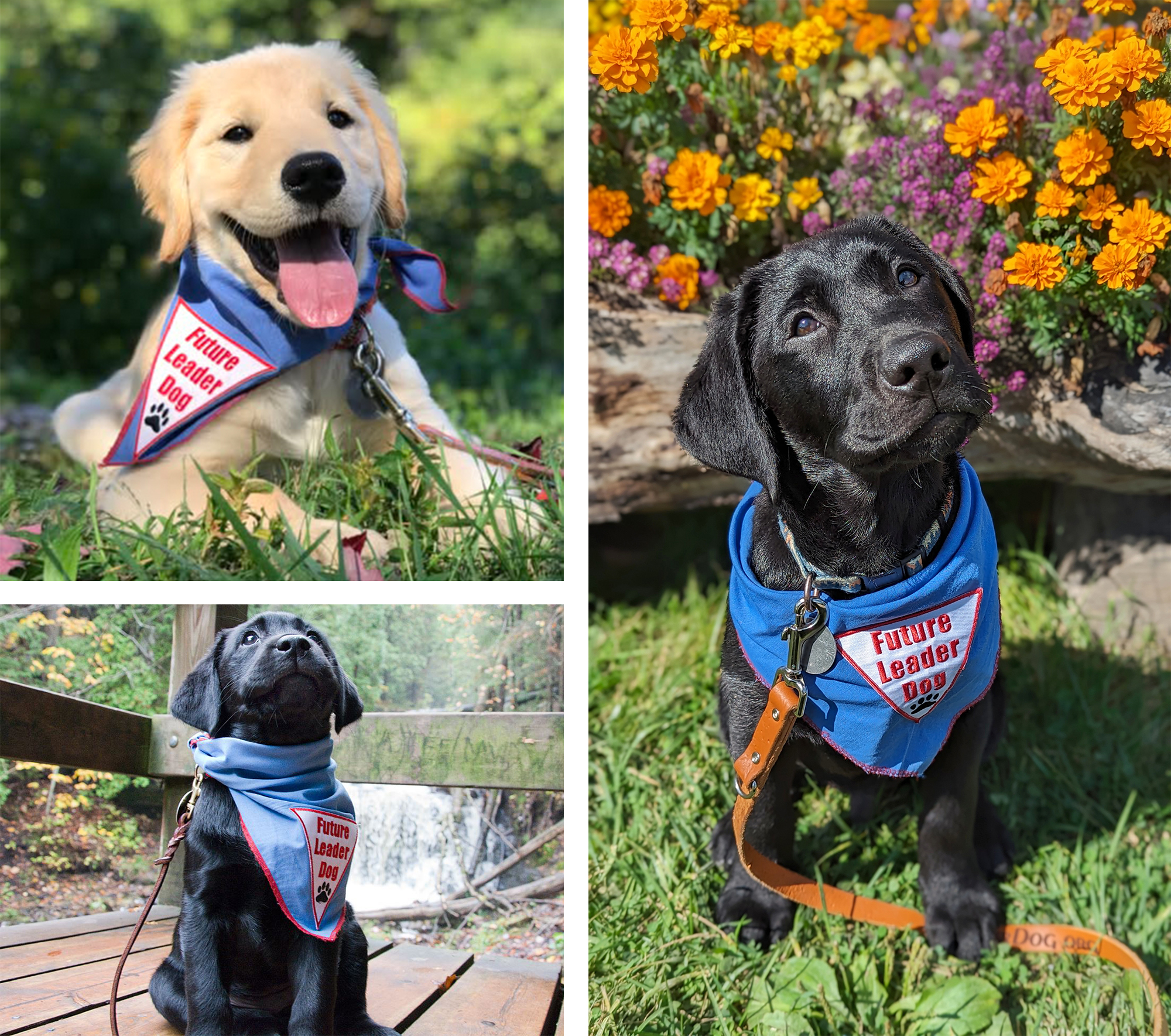 future leader dogs collage