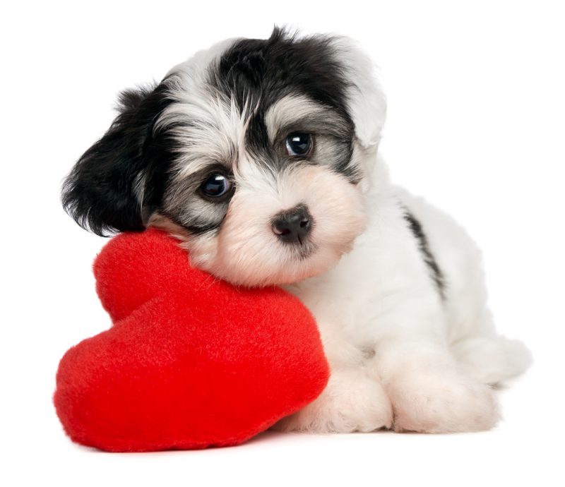 puppy with heart pillow