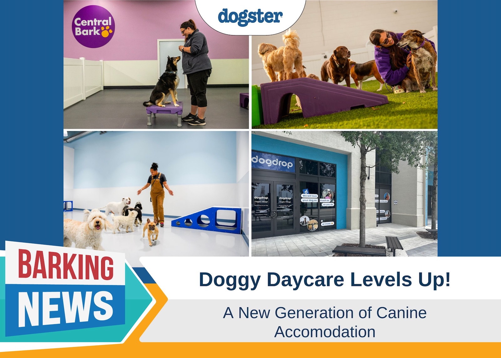 Barking News Doggy Daycare Levels Up