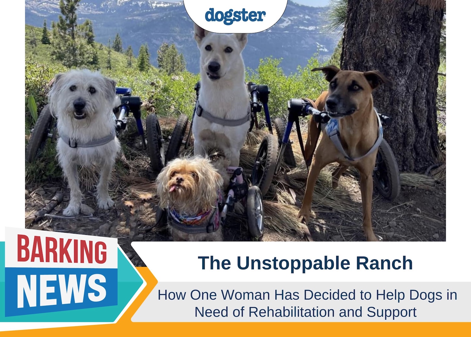 Building the Unstoppable Ranch: Helping Dogs in Need of Rehab & Support