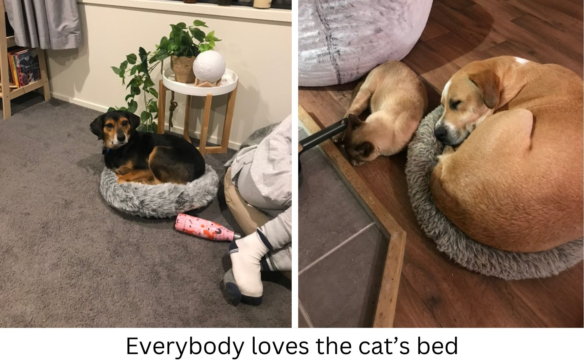 Everybody loves the cat’s bed