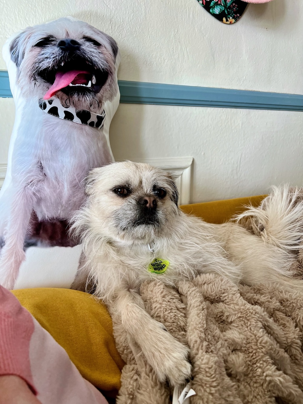 Gizmo cuddled up with his doppelganger pillow
