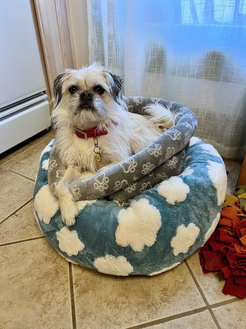 Gizmo on a pile of beds