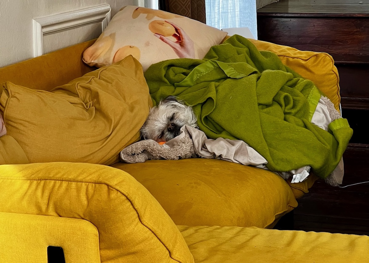 Gizmo sleeping in blankets on the yellow couch