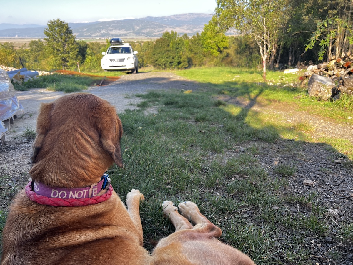 Barkseat Drivers: Lava, Hela and Lajka Battle for the Best Seat