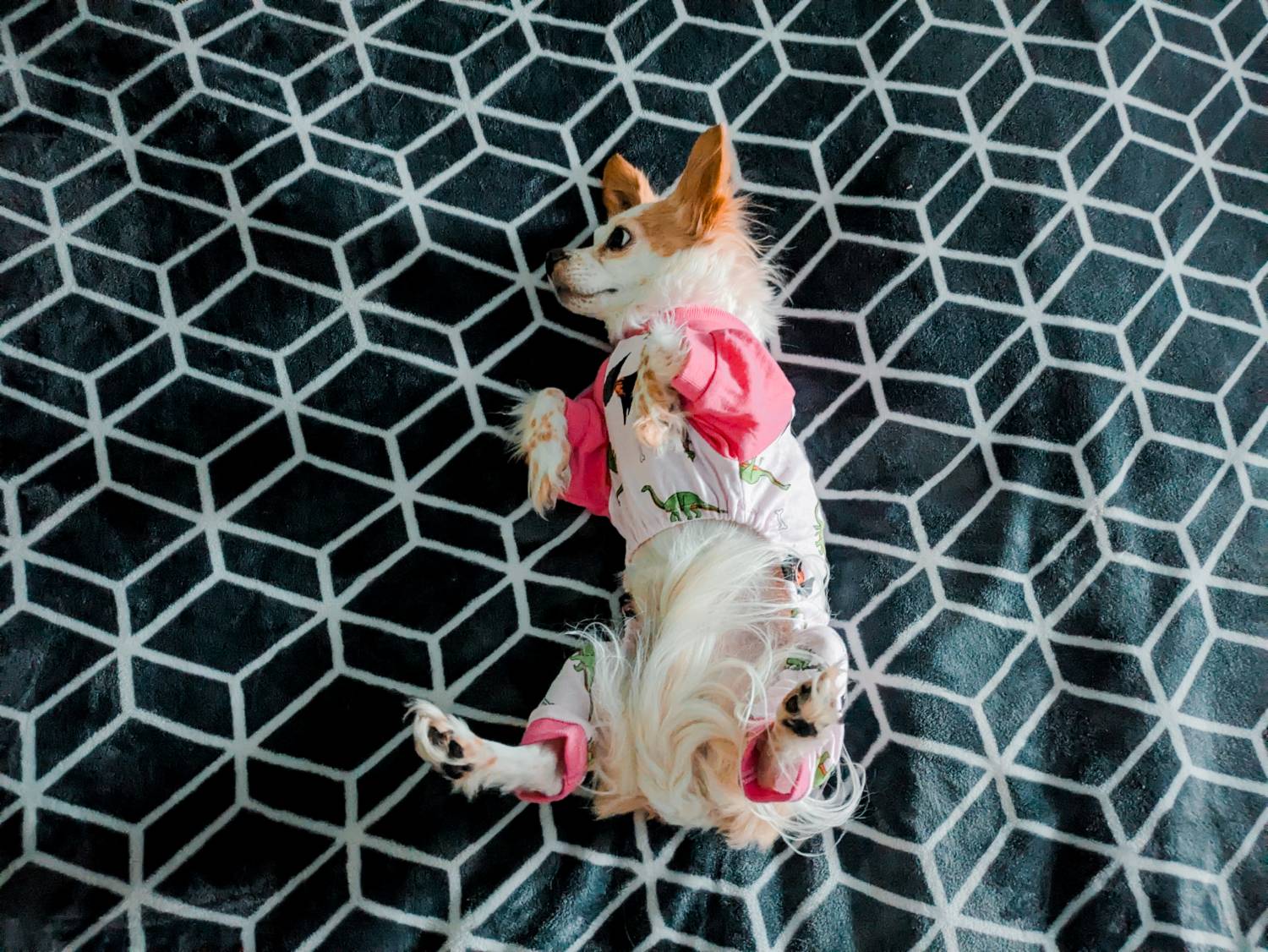 Leveret Dog Pink Dinosaur Pajamas Review - dog lying wearing pajamas