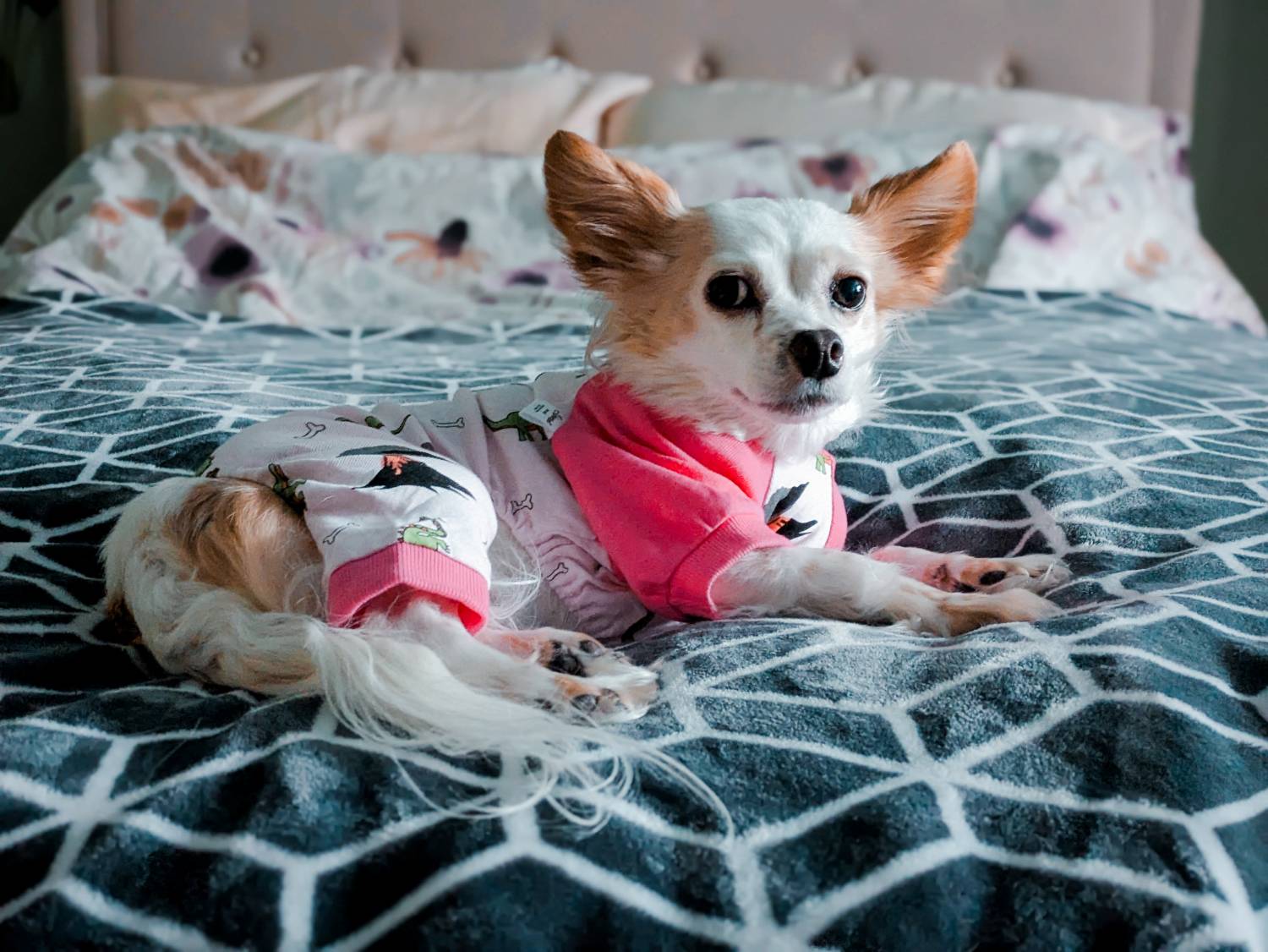 Leveret Dog Pink Dinosaur Pajamas Review - dog wearing pajamas on bed