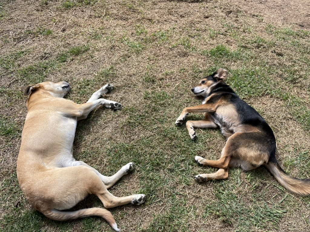 Mac and Rosa sunbathing