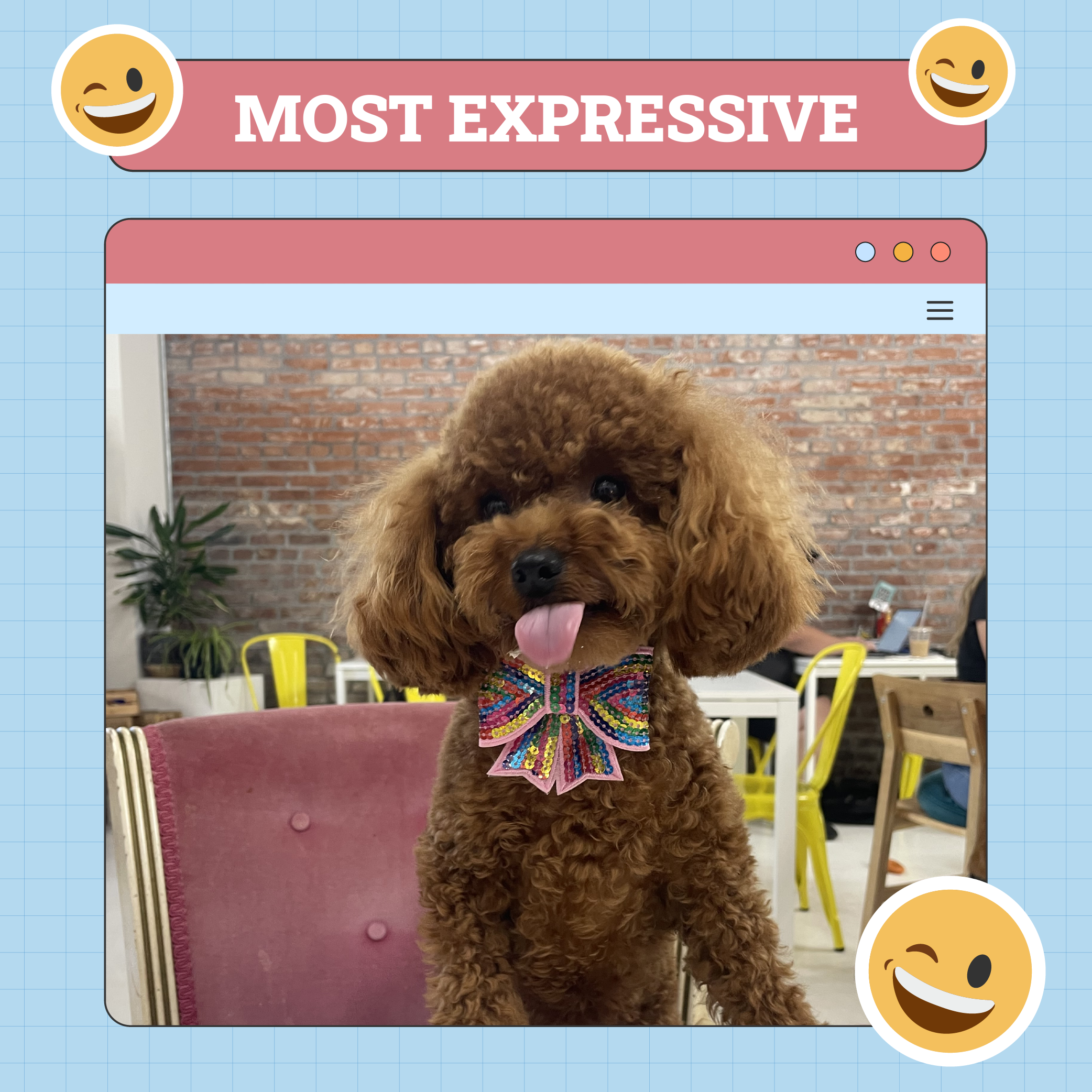Most Expressive Dog