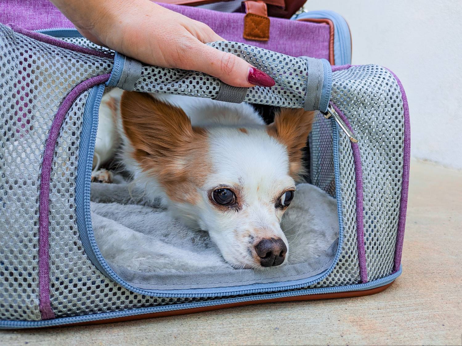 Mr. Peanut's Gold Series Expandable Pet Carrier Review - dog in the carrier