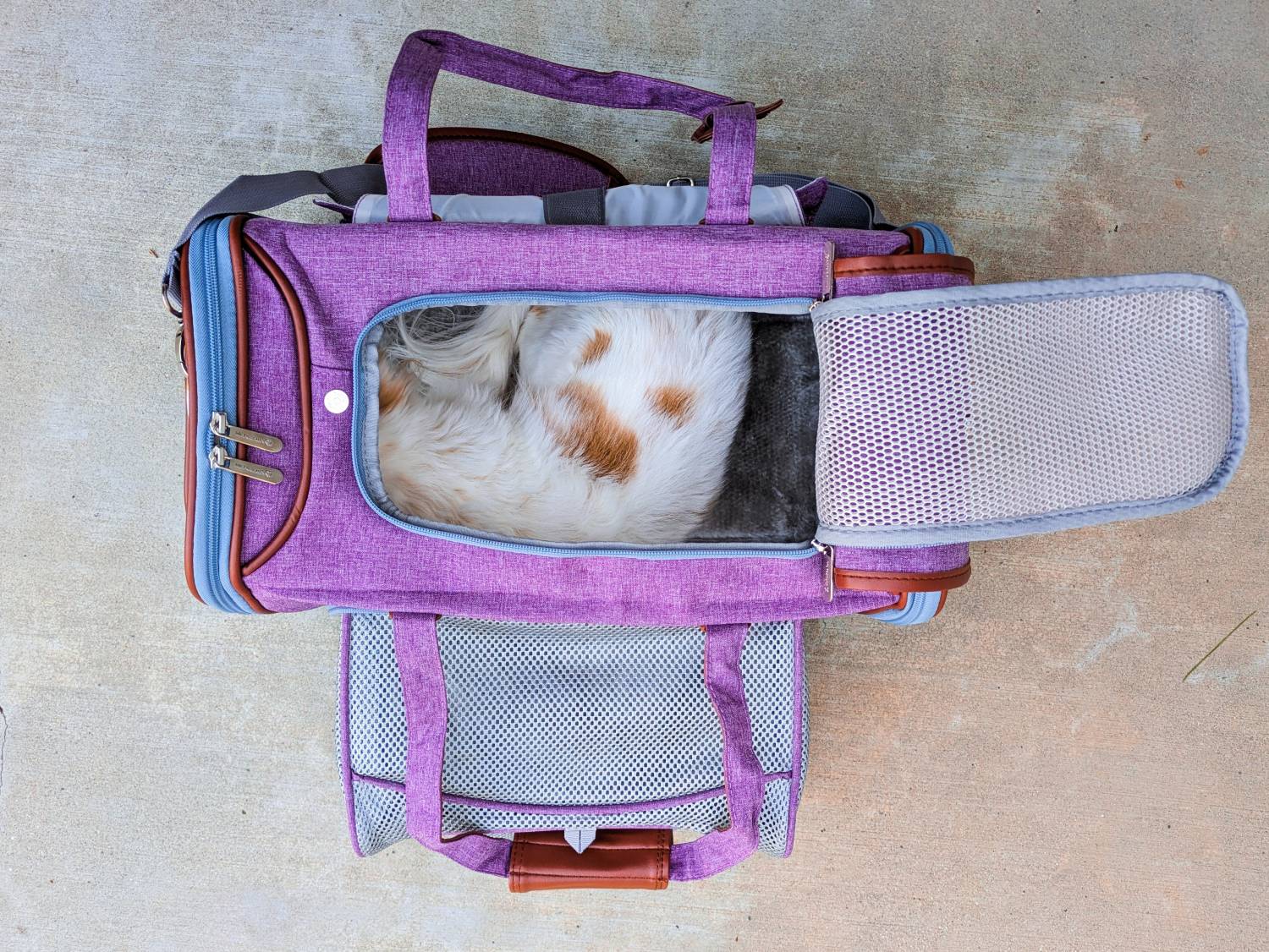 Mr. Peanut's Gold Series Expandable Pet Carrier Review - dog lying in carrier