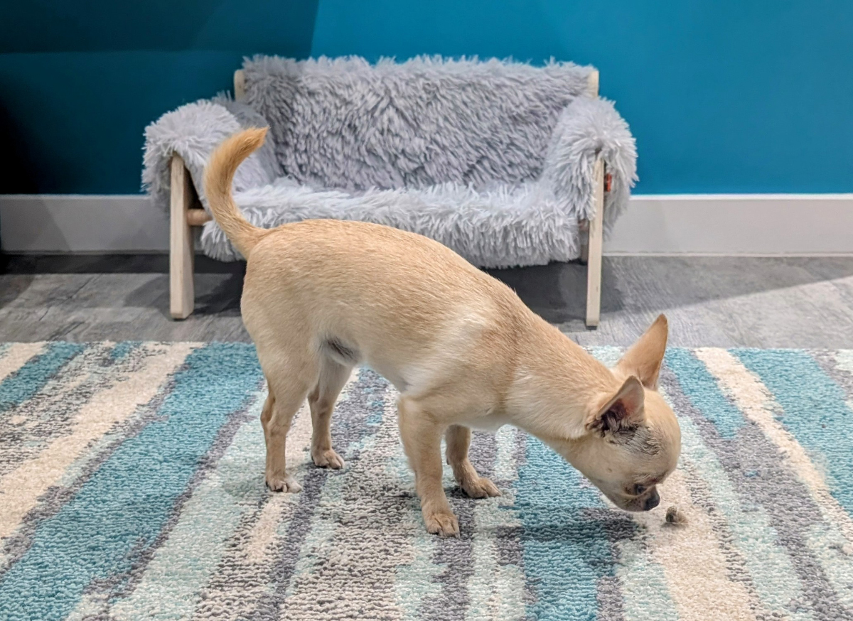 Hairballs and Spare Parts - Some of Neddy's Favorite Things
