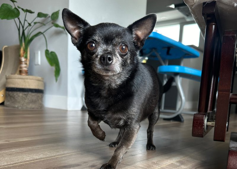 Subi walking in the living room