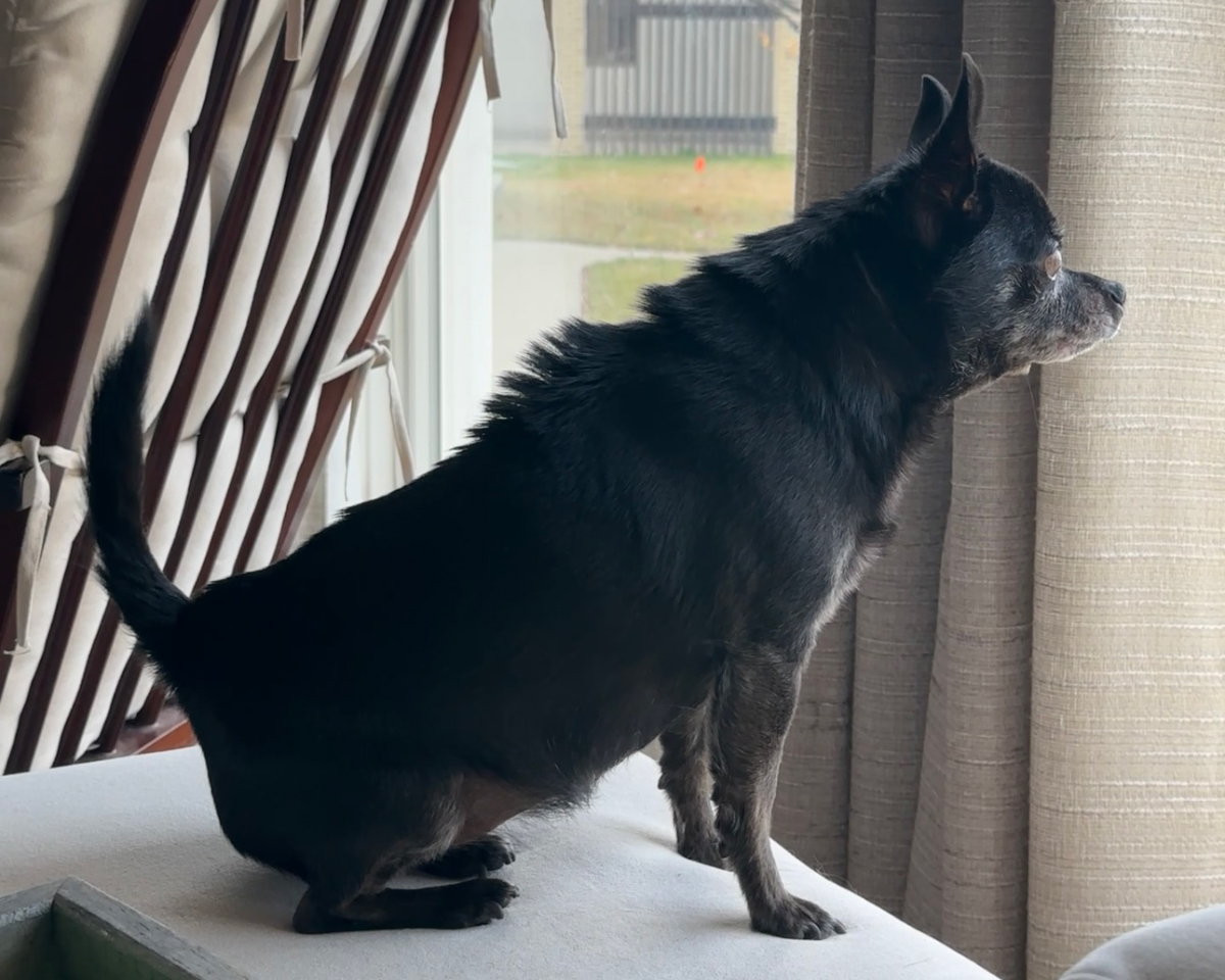 Subi's raised hackles