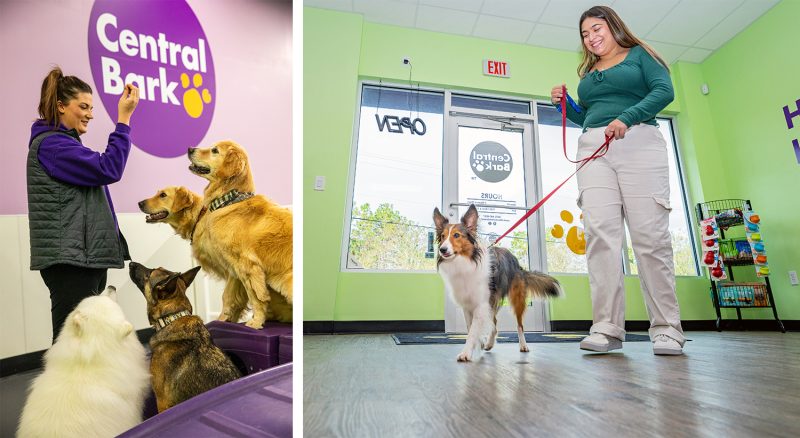 dog training